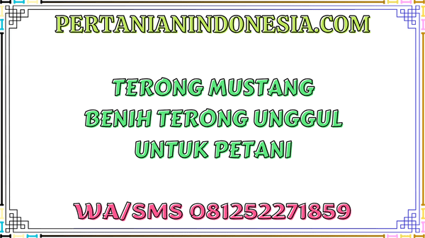 Terong Mustang Benih Terong Unggul Untuk Petani